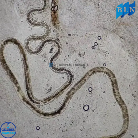 Parasites as a Hidden Threat in Indonesian Fishery Exports